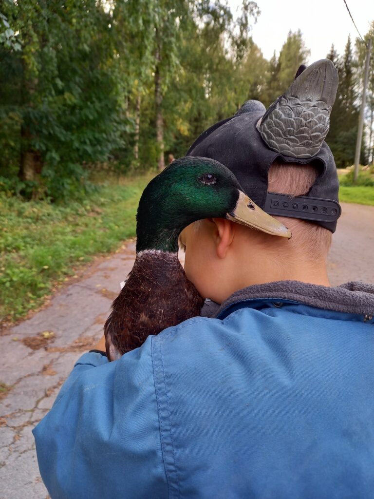 Heinäsorsakoiras hoitajan olkapäällä tilan pihatiellä